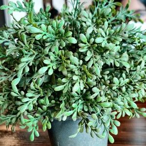 Meet your Posher, Neesa